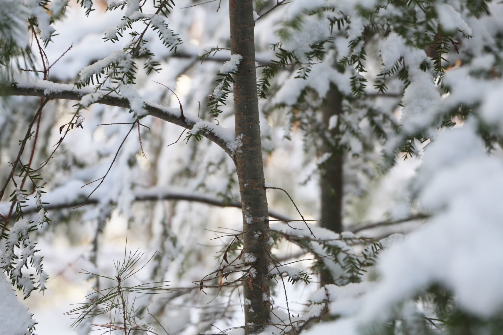 Looking for hemlock woolly adelgid